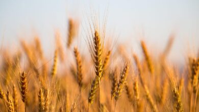 The spike ends of several pieces of wheat grass, each with long hairs and a shared golden-yellow hue.