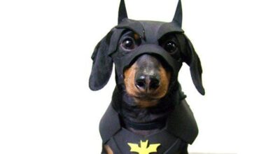 Bat dog